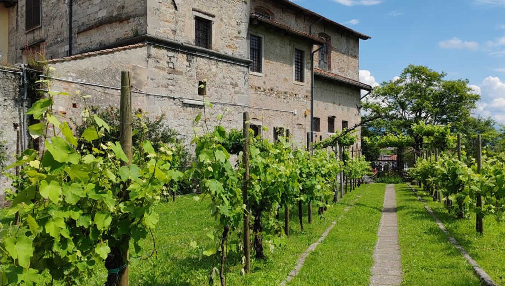 Szőlőlugas Cividale del Friuli városában