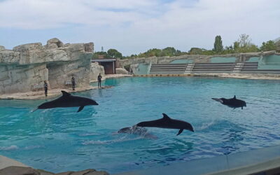 Oltremare Delfin Park Riminitől  10 km-re