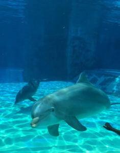 oltremare_rimini_delfin