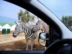 Ravenna zebra